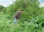 Субботник по борьбе с борщевиком